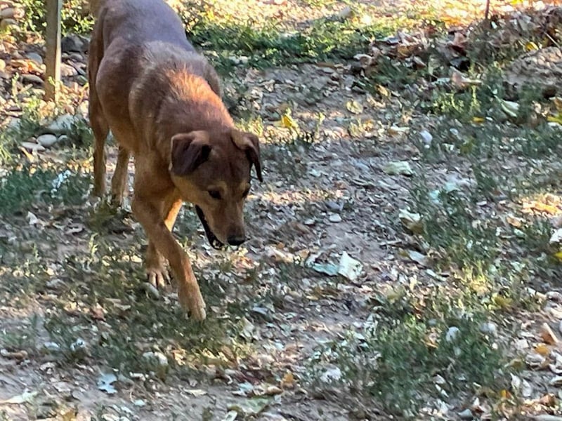 OSCAR sucht ein ruhiges Plätzchen für seinen Lebensabend - vielleicht bei dir?