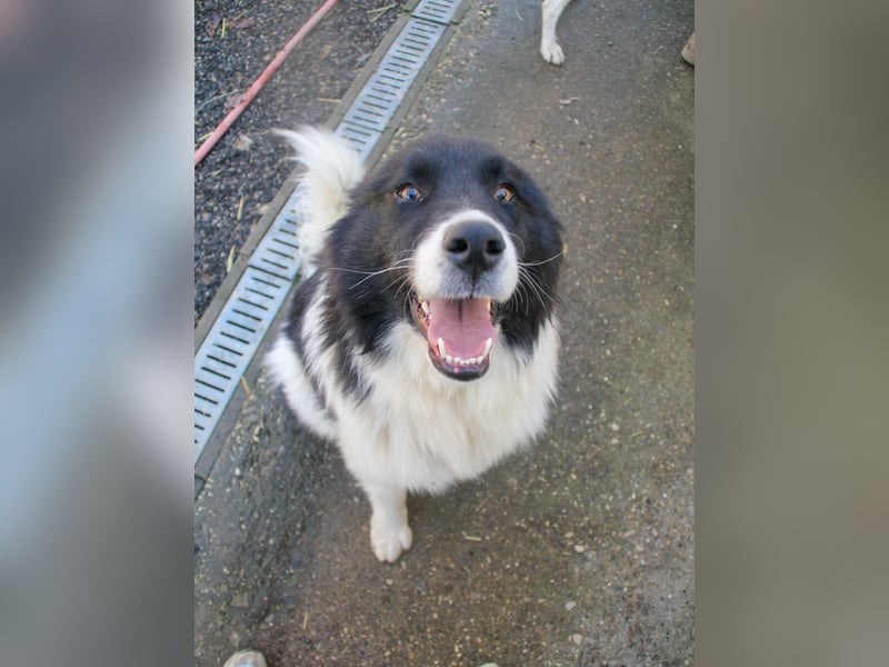 Zauberhafter LEDO - Herzenshund, Knutschkugel und Zuckerbub