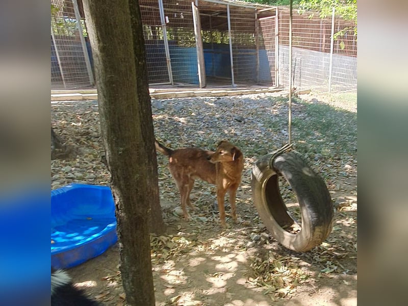 OSCAR sucht ein ruhiges Plätzchen für seinen Lebensabend - vielleicht bei dir?
