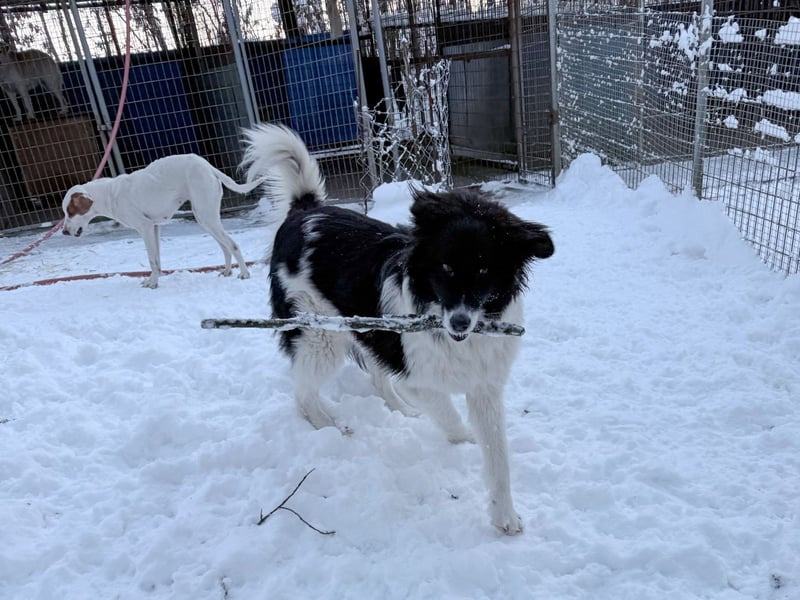 Zauberhafter LEDO - Herzenshund, Knutschkugel und Zuckerbub