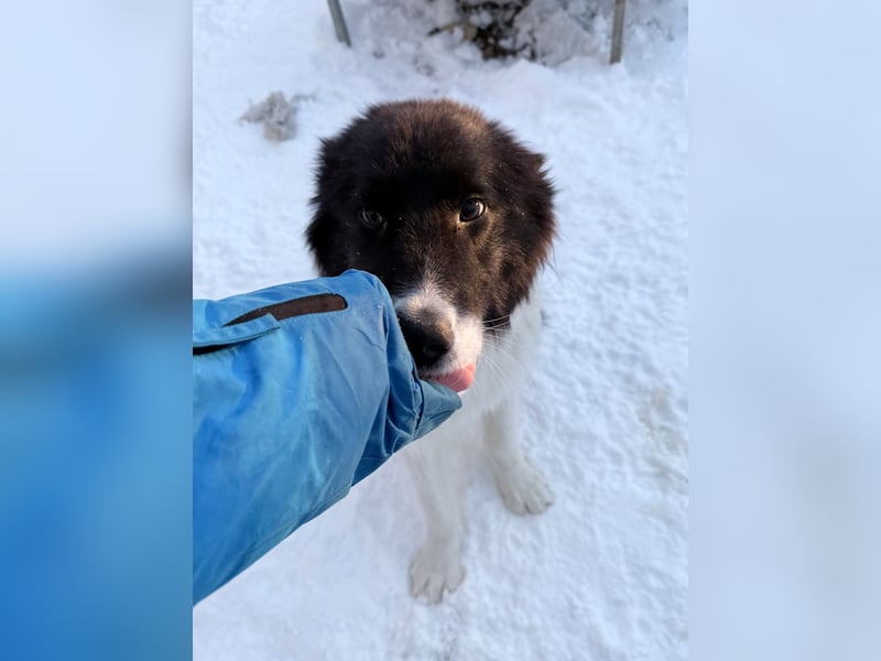 Zauberhafter LEDO - Herzenshund, Knutschkugel und Zuckerbub