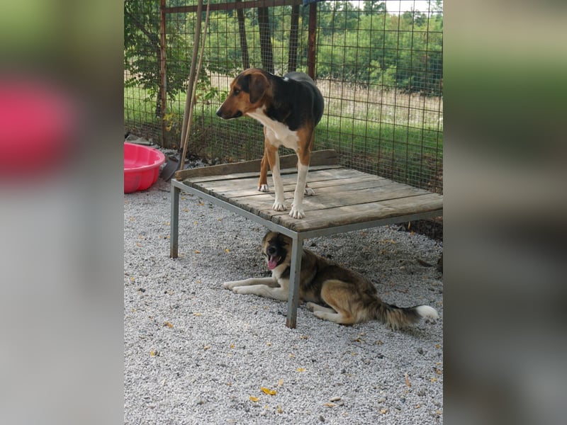 ZLAJA beliebte, verschmuste & soziale Fellnase