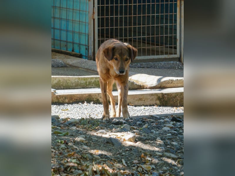 OSCAR sucht ein ruhiges Plätzchen für seinen Lebensabend - vielleicht bei dir?