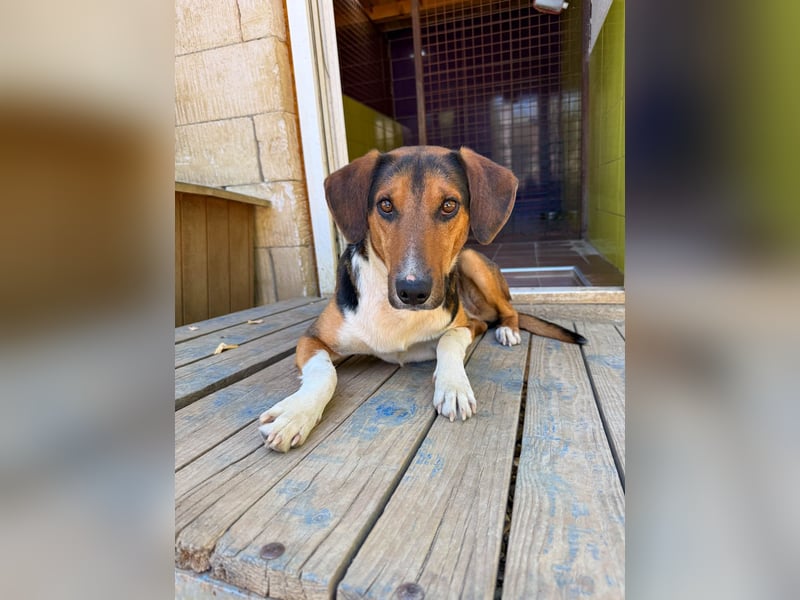 Frechdachs ZLAJA sucht Familie zum Toben, Spielen und Spaßhaben :)