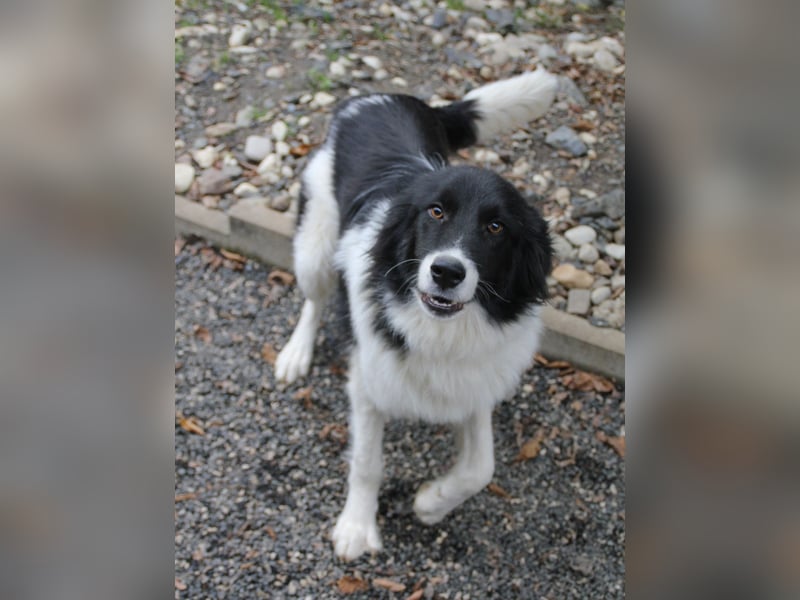 Traumhund LEDO - wer bringt seine Augen zum strahlen?