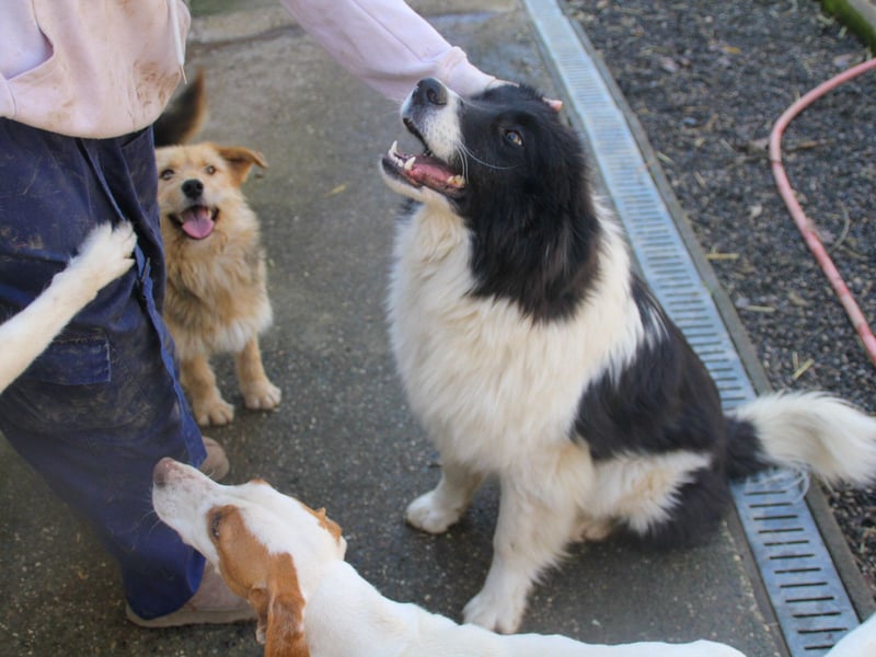 Zauberhafter LEDO - Herzenshund, Knutschkugel und Zuckerbub