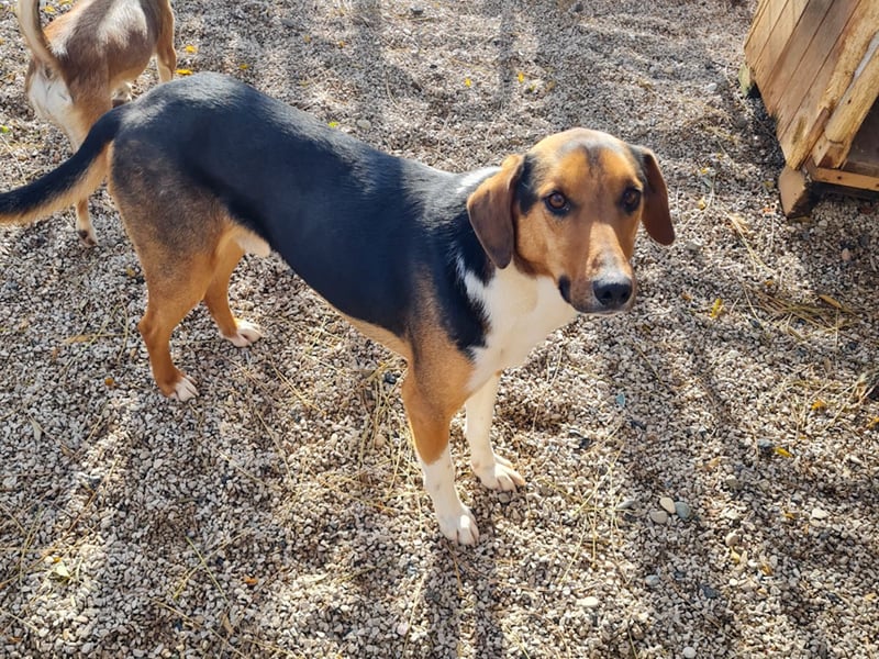 ZLAJA elegant, liebevoll, sozial, neugierig, schlau - rundum PERFEKT !