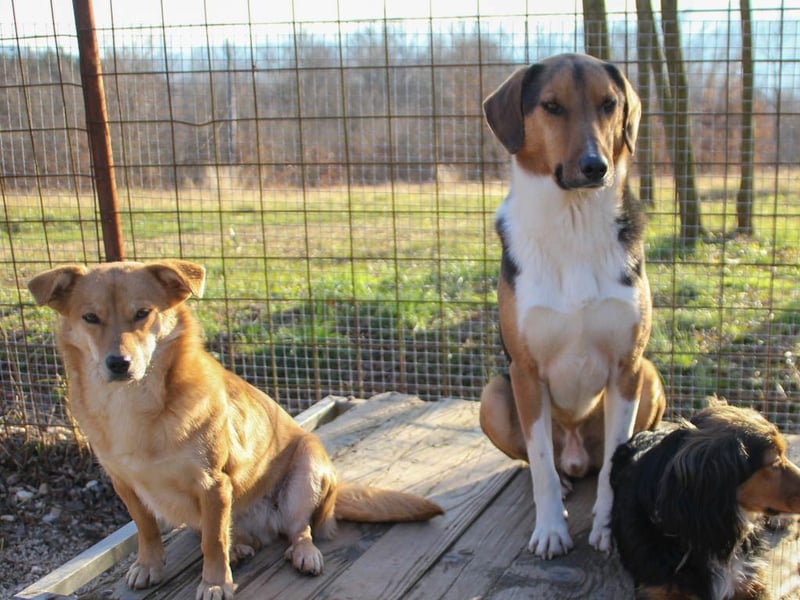 ZLAJA - wo ist sein FAMILIENRUDEL