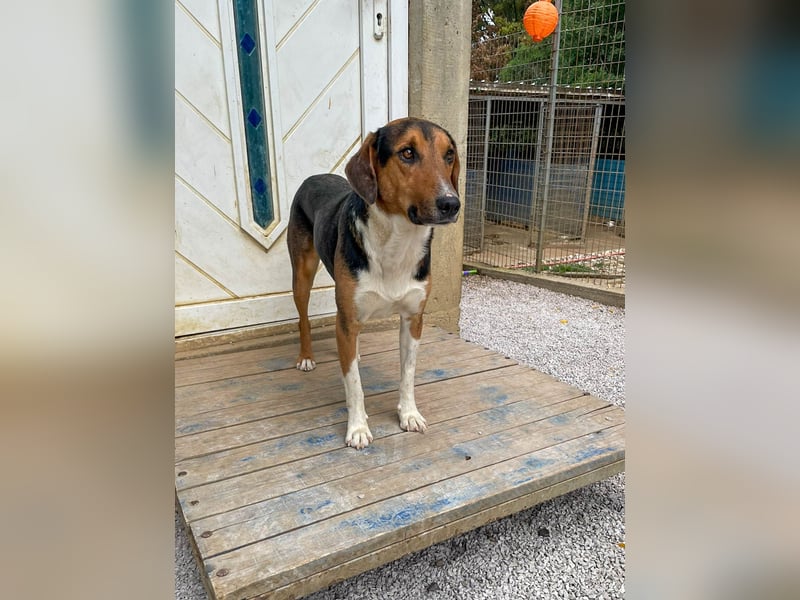 ZLAJA - Herz auf vier Pfoten !!!