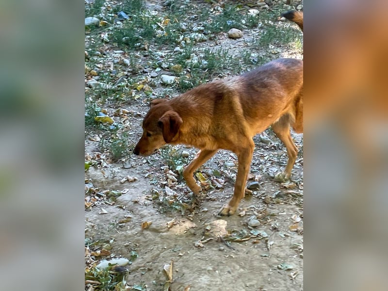 OSCAR sucht ein ruhiges Plätzchen für seinen Lebensabend - vielleicht bei dir?