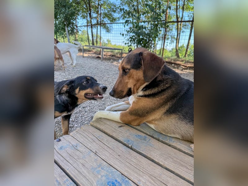 Traumbub ZLAJA sucht Familie zum Toben, Spielen und Spaßhaben :)
