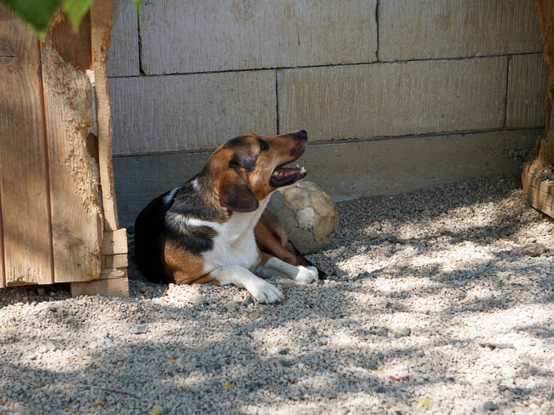Traumbub ZLAJA sucht Familie zum Toben, Spielen und Spaßhaben :)