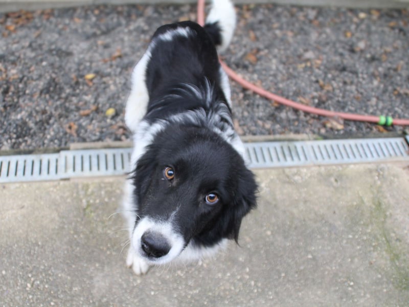 Freundlicher LEDO sucht sein Für-Immer-Zuhause