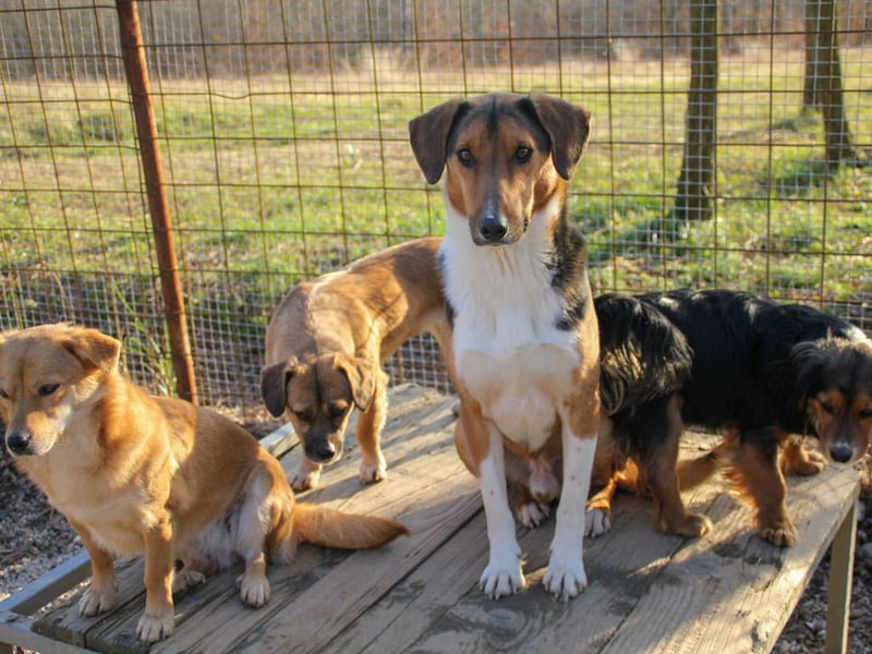 Frechdachs ZLAJA sucht Familie zum Toben, Spielen und Spaßhaben :)
