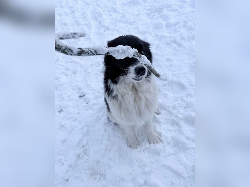Traumhund LEDO - wer bringt seine Augen zum strahlen?