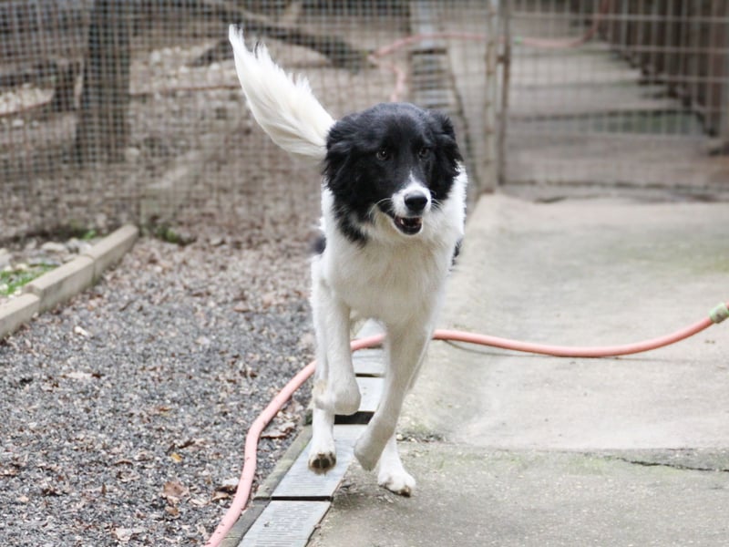 Charmanter LEDO ist auf der Suche nach einem liebevollen Zuhause