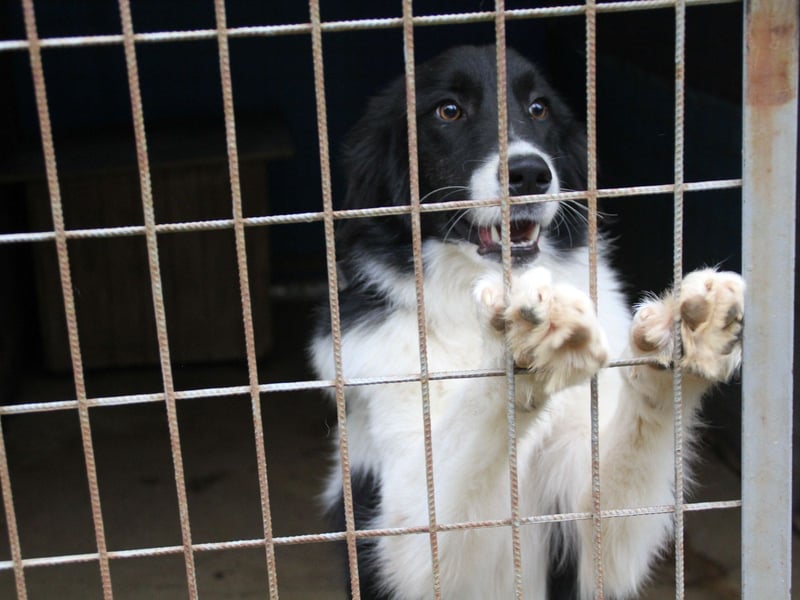 Freundlicher LEDO sucht sein Für-Immer-Zuhause