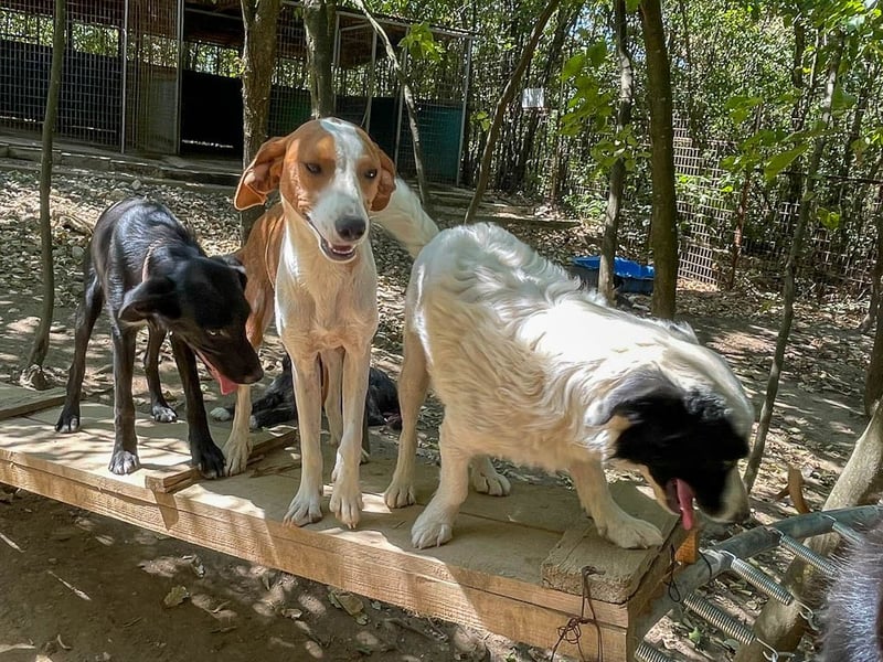 PONGO hat das Tierheimleben satt! Kann er vielleicht bei dir einziehen?