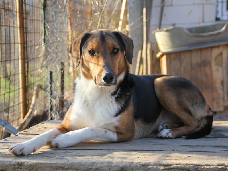 ZLAJA elegant, liebevoll, sozial, neugierig, schlau - rundum PERFEKT !