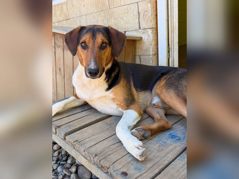 ZLAJA, verschmust, verspielt - zum VERLIEBEN ZLAJA, verschmust, verspielt - zum VERLIEBEN