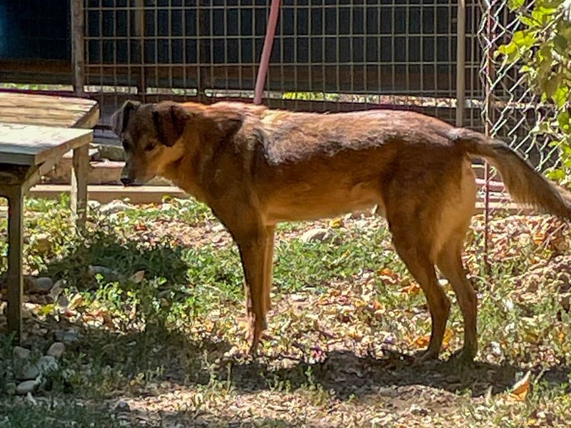 OSCAR sucht ein ruhiges Plätzchen für seinen Lebensabend - vielleicht bei dir?