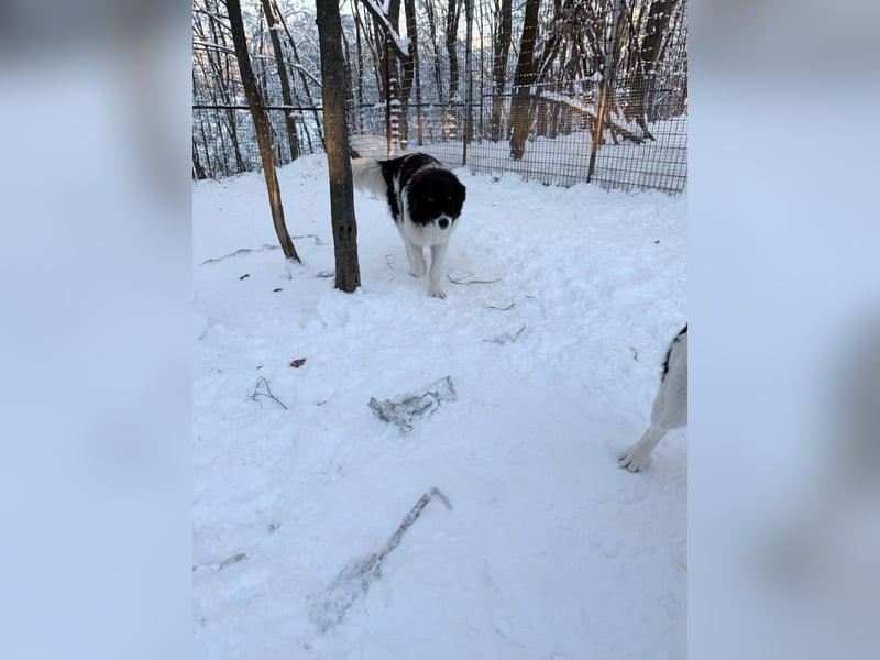 Charmanter LEDO könnte Dein Herzenshund werden