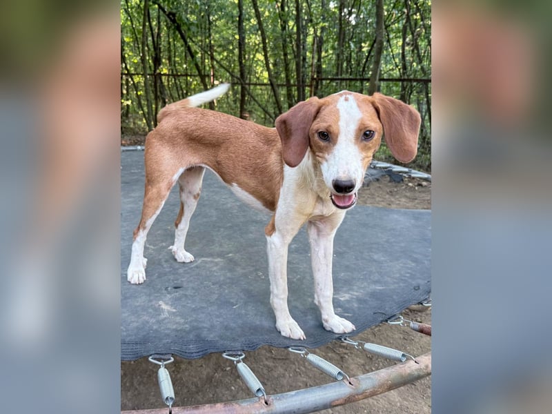 PERDITA - ein Traum in braun-weiß! Nicht nur hübsch, sondern auch schlau :)