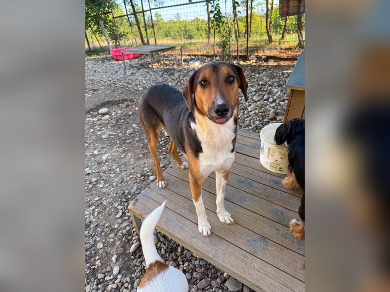 ZLAJA beliebte, verschmuste & soziale Fellnase