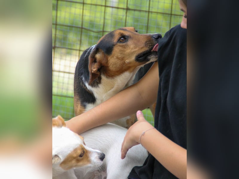 ZLAJA beliebte, verschmuste & soziale Fellnase