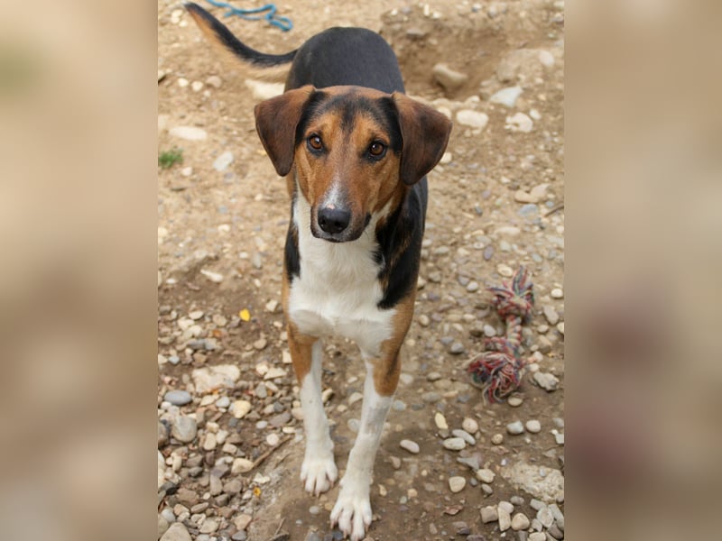 ZLAJA beliebte, verschmuste & soziale Fellnase