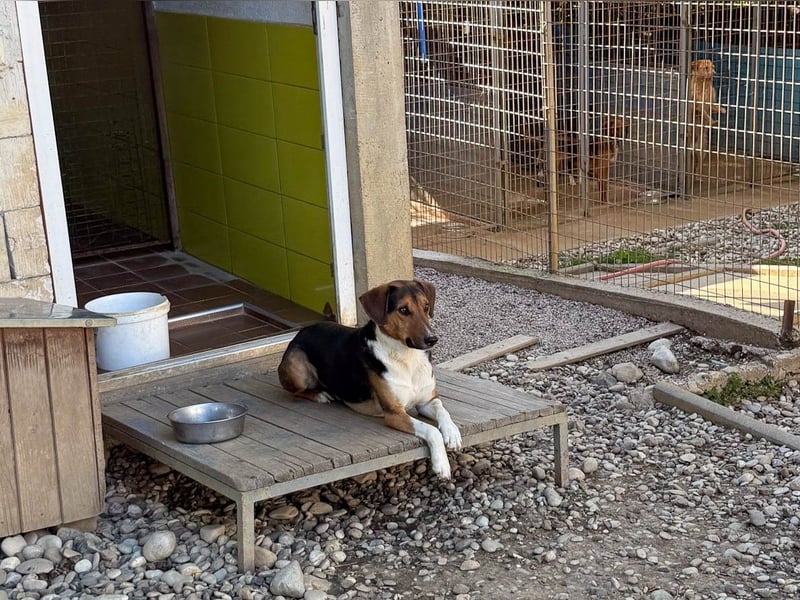Frechdachs ZLAJA sucht Familie zum Toben, Spielen und Spaßhaben :)