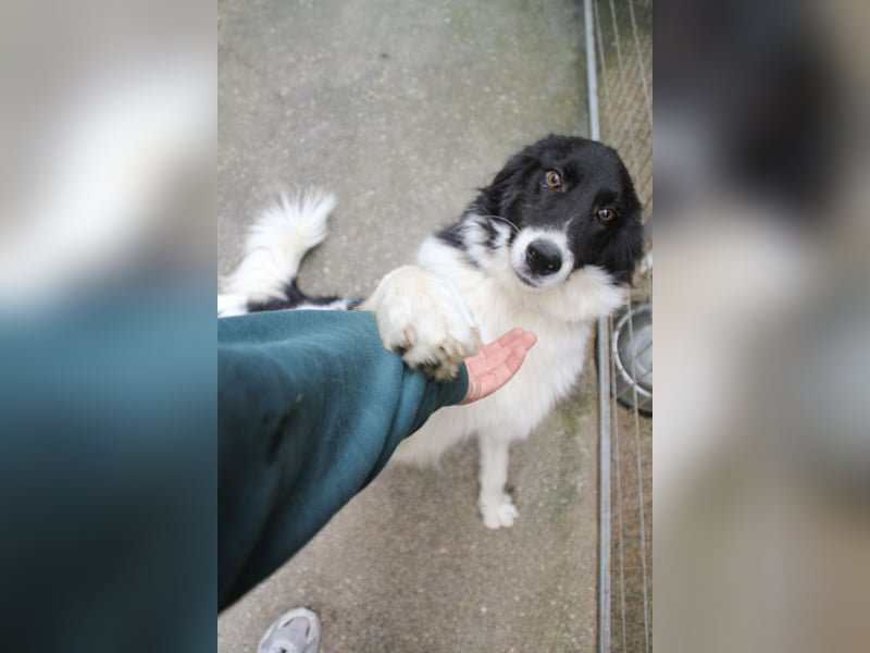 Freundlicher LEDO sucht sein Für-Immer-Zuhause