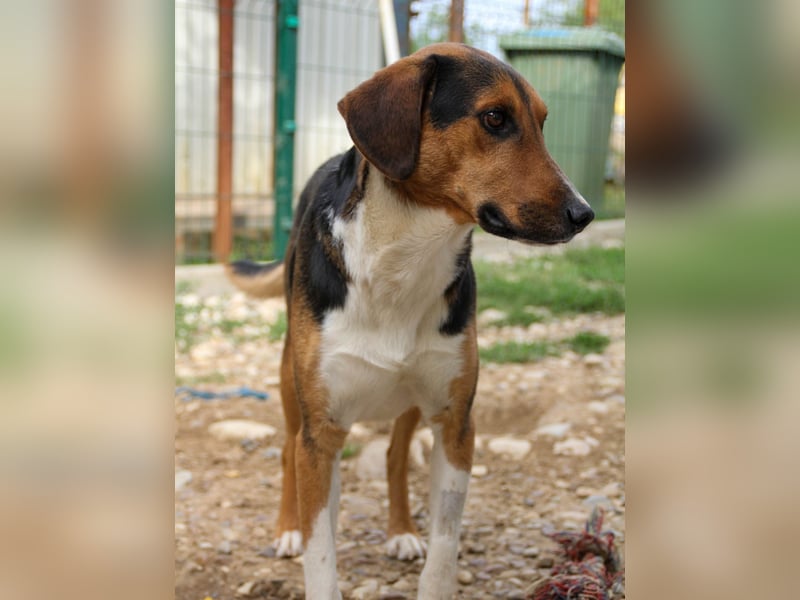 ZLAJA beliebte, verschmuste & soziale Fellnase