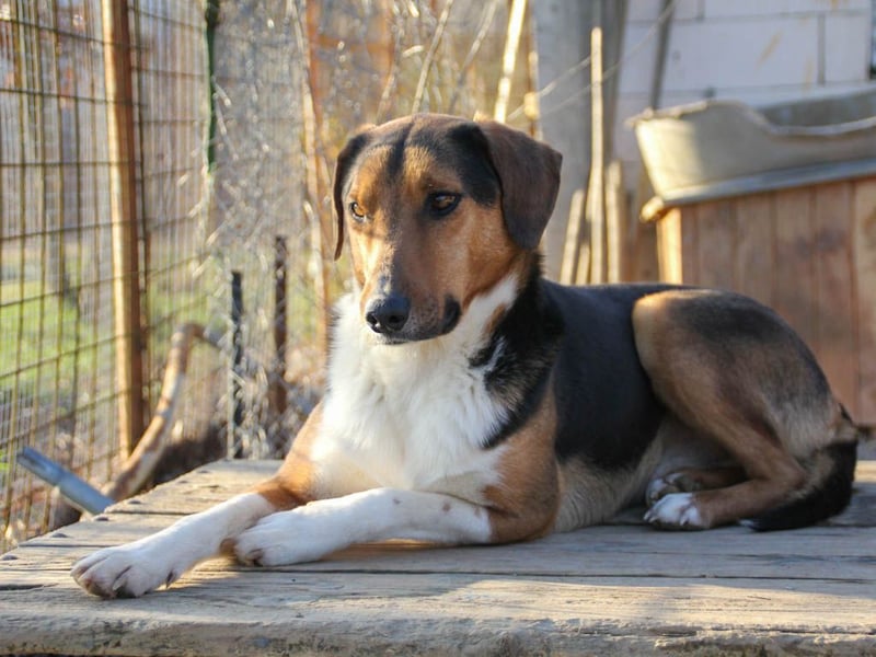 ZLAJA - wo ist sein FAMILIENRUDEL