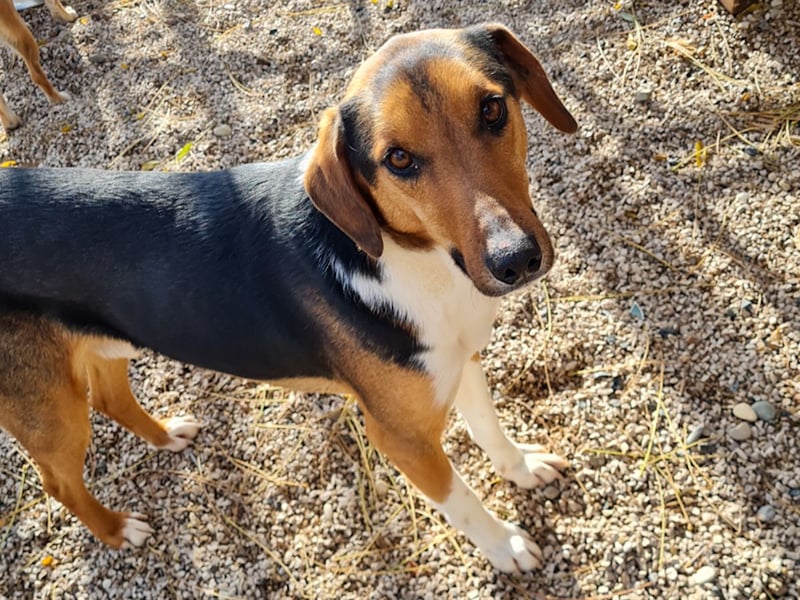 ZLAJA - Herz auf vier Pfoten !!!