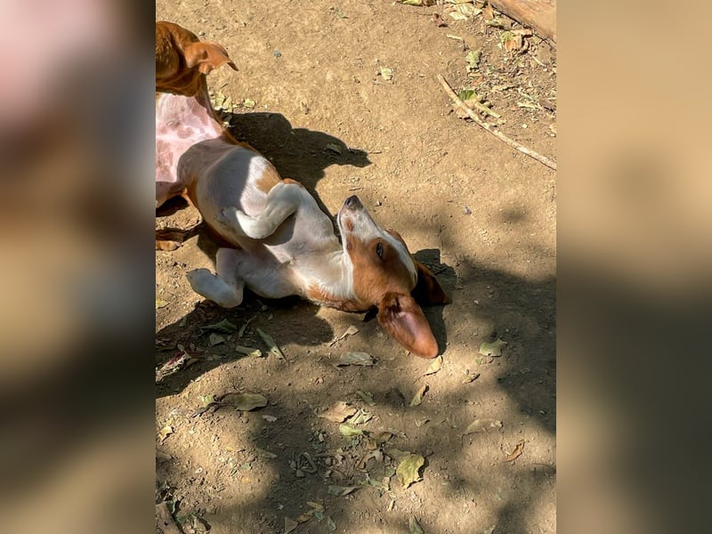 Hübsche PERDITA will endlich raus aus dem Tierheim! Hast du ein Plätzchen für sie?