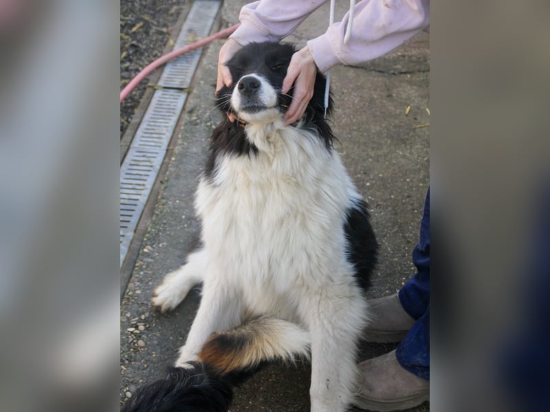 Freundlicher LEDO - Spielen und Kuscheln, er liebt beides sehr