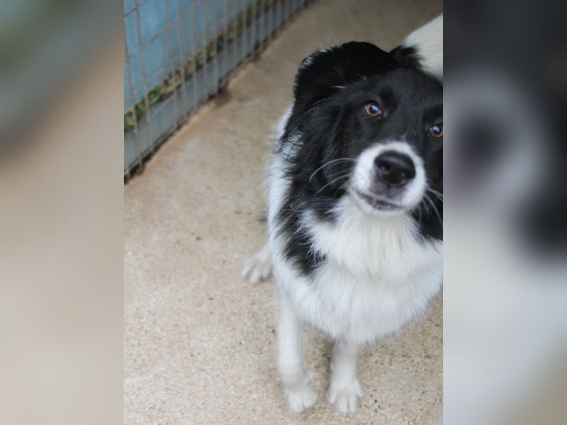 Charmanter LEDO ist auf der Suche nach einem liebevollen Zuhause