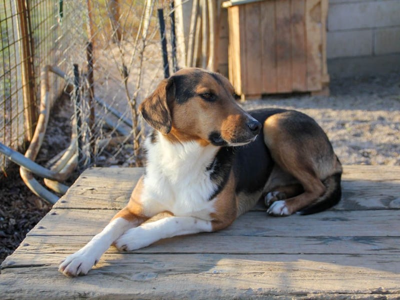 ZLAJA - wo ist sein FAMILIENRUDEL