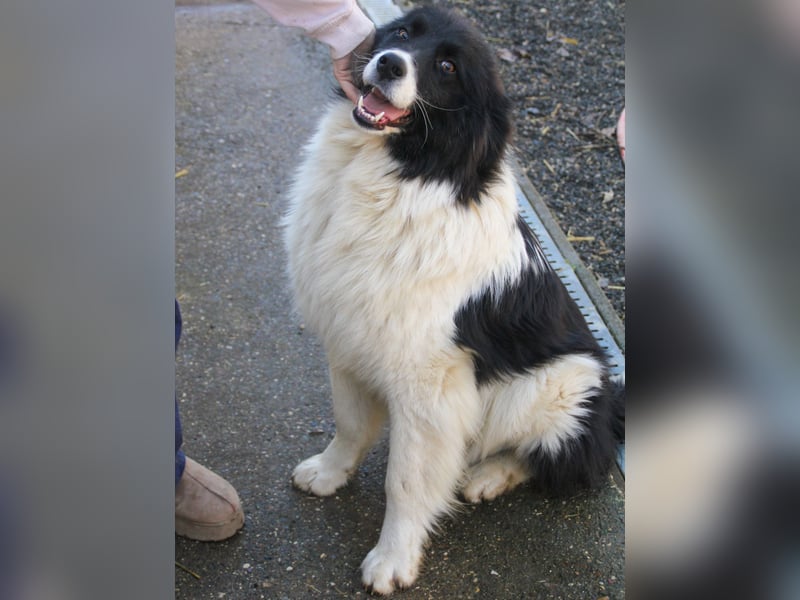 Zauberhafter LEDO - Herzenshund, Knutschkugel und Zuckerbub
