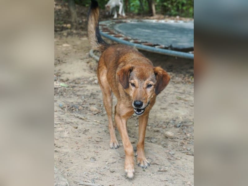 OSCAR sucht ein ruhiges Plätzchen für seinen Lebensabend - vielleicht bei dir?