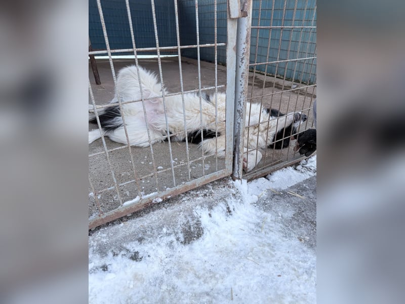 Traumhund LEDO - wer bringt seine Augen zum strahlen?