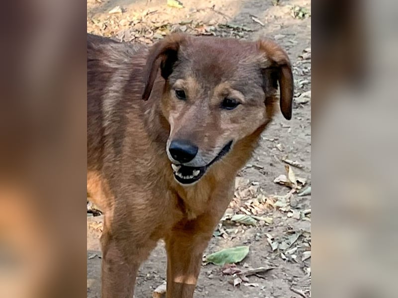 OSCAR sucht ein ruhiges Plätzchen für seinen Lebensabend - vielleicht bei dir?