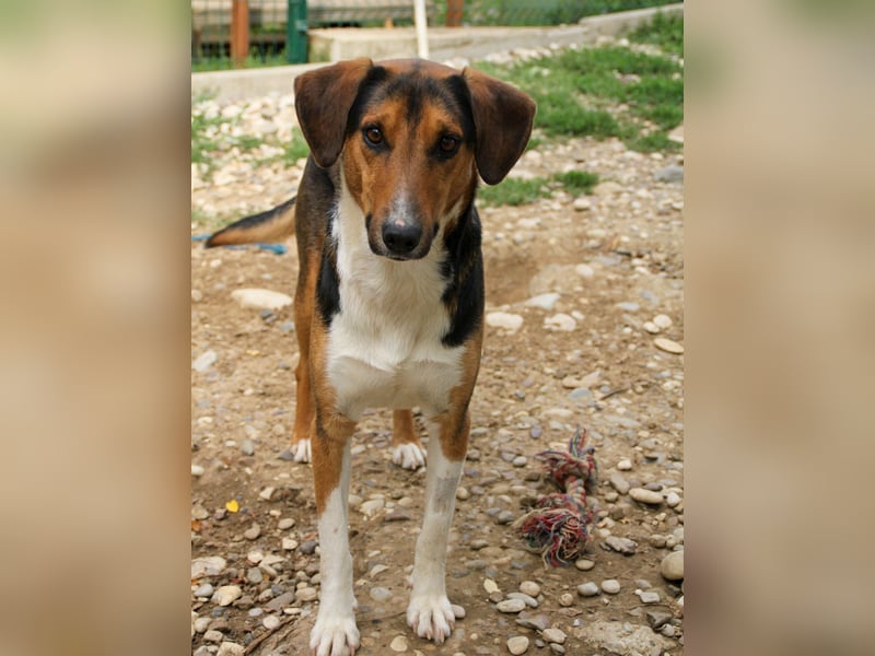 ZLAJA beliebte, verschmuste & soziale Fellnase