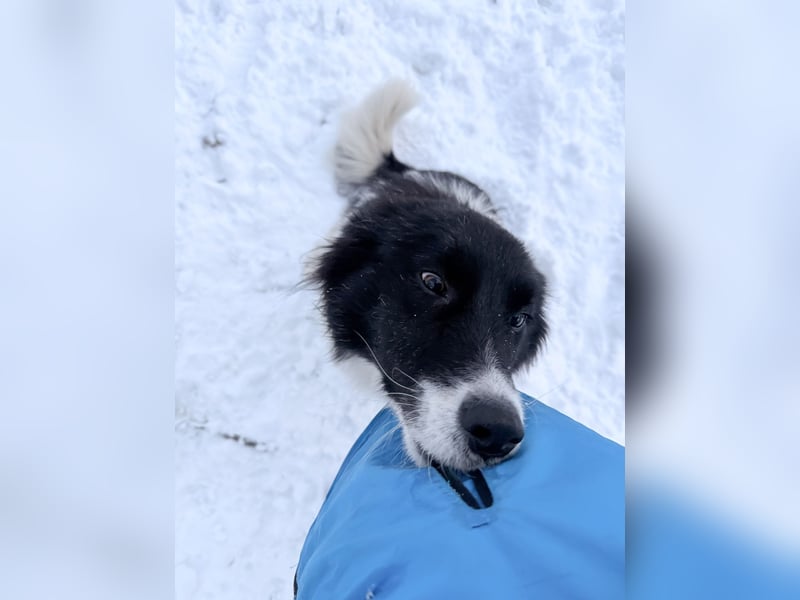 Zauberhafter LEDO - Herzenshund, Knutschkugel und Zuckerbub