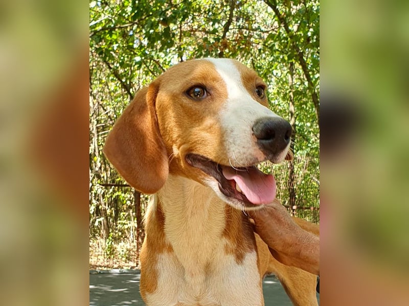 PONGO hat das Tierheimleben satt! Kann er vielleicht bei dir einziehen?