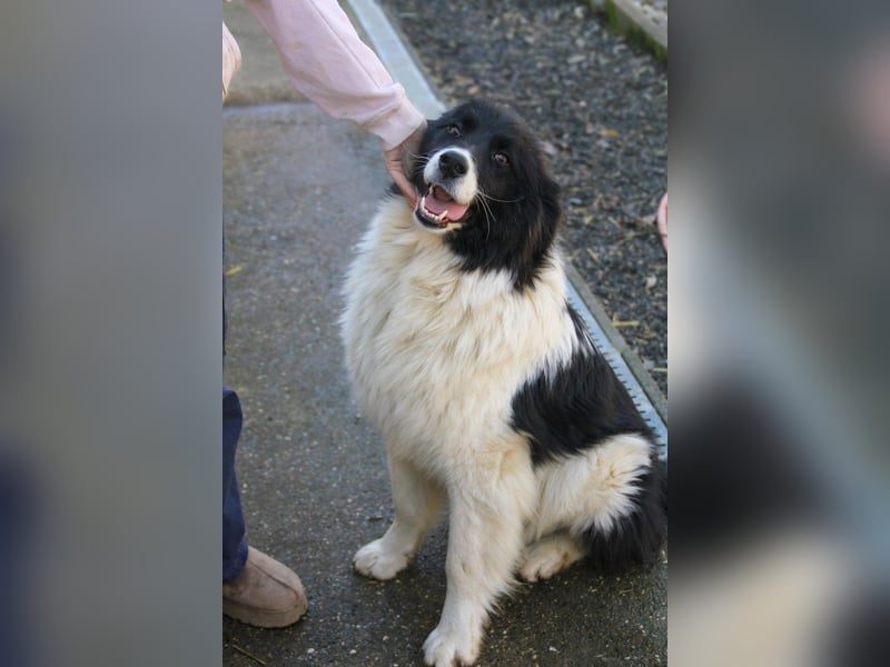 Zauberhafter LEDO - Herzenshund, Knutschkugel und Zuckerbub