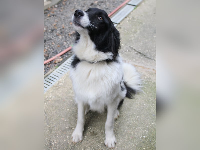 Charmanter LEDO ist auf der Suche nach einem liebevollen Zuhause