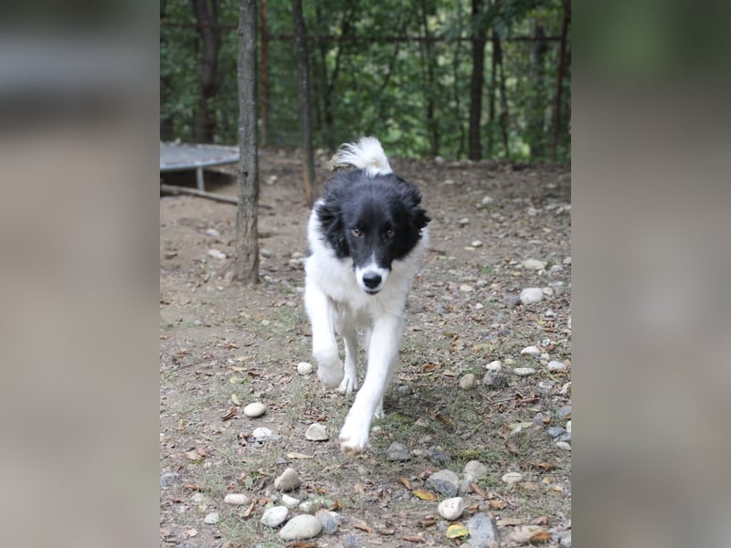 Charmanter LEDO ist auf der Suche nach einem liebevollen Zuhause