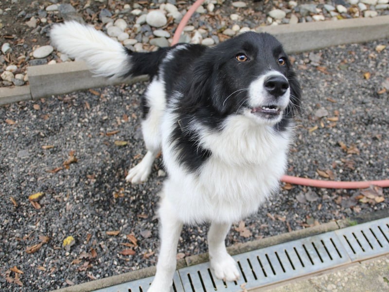 Charmanter LEDO ist auf der Suche nach einem liebevollen Zuhause